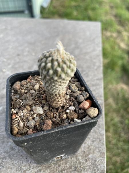 Encephalocarpus strobiliformis